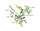 Homology modeled complex (in cyan) of the enolase enzyme, BC0371, with its substrate, N-succinyl-L-arginine, matches very closely the experimentally determined structure (in yellow) via X-ray crystallography.