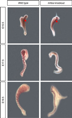 Yao's team compared normal (wild type) and mutant embryonic development of the Wolffian duct (purple duct in the images) in the mouse. At day 15.5, no notable differences are visible, but two days later the lack of coiling in the mutant embryonic epididymis is obvious. A stunted epididymis may contribute to infertility or subfertility.