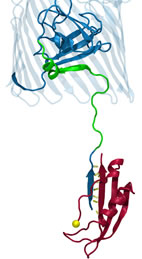 U. of I. researchers simulated the interaction of part of the inner membrane protein TonB (shown in red) and the luminal domain (in green and dark blue) of the outer membrane transporter. The yellow sphere represents the point on the TonB protein at which the force was applied.
