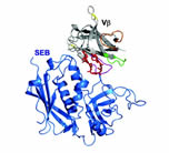 Structure of an SEB molecule (blue) in complex with the variable region (grey with colored loops) of the T-cell receptor protein. Various amino acid residues in the loops (especially the residues colored red) were mutated to generate a protein that bound SEB with over one million-fold higher binding than the original. Soluble forms of this mutant protein were capable of neutralizing SEB in rabbit models.