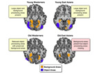 The most striking finding was that the object areas of the older East Asian subjects responded much more weakly to novel stimuli (that is, the appearance of new objects in the pictures) than did those same brain regions in the older Americans.