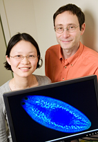 Phillip Newmark, a professor of cell and developmental biology, and graduate student Yuying Wang report that planaria - the seemingly cross-eyed flatworms - share some important characteristics with mammals that may help scientists tease out the mechanisms by which germ cells are formed and maintained.