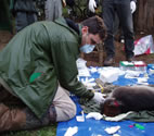 Tony L. Goldberg, a professor of veterinary pathobiology, with anesthetized Red Colobus monkey in Kibale National Park, Uganda.