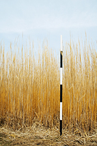 U. of I. scientists have pioneered research in the use of Miscanthus - which can grow 13 feet tall - as a bioenergy crop.