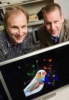 David F. Clayton, left, and Graham R. Huesmann have studied how zebra finches learn songs, which could have implications for the treatment of neurodegenerative conditions such as dementia and Alzheimer's disease.