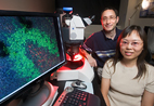 New research has identified a protein, produced by a gene found in both planarians and humans, that plays a vital role in maintaining the stem cell population in planarians. Phillip A. Newmark, U. of I. professor of cell and developmental biology, and graduate student Tingxia Guo were the Illinois co-authors of the paper to appear in the August issue of the journal Developmental Cell.