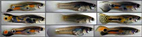 Guppies are small tropical fish native to Trinidad and other areas of the Caribbean. They are characterized by sexual dimorphism in size and color patterns. The color pattern variation of the males (left and right columns) is mostly genetic variation, not environmental. New data indicates that rare-colored males not only attract females (center column), they are also more likely to survive predation.