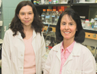 Jonna Frasor, a postdoctoral researcher, left, and Benita S. Katzenellenbogen, a Swanlund Professor of Cell and Developmental Biology, report that human breast-cancer cells exposed to estrogen in their laboratory showed a dramatic reduction in numbers of a crucial nuclear receptor corepressor, a protein known as N-CoR.