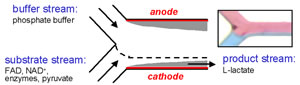 Focusing of a stream of reactants closely to the cathode in a microfluidic reactor enables efficient regeneration of the cofactor NADH. This in turn allows for the biocatalytic conversion of achiral substrates (e.g. pyruvate) into chiral products (e.g. L-lactate) that are important in the synthesis of pharmaceuticals, cosmetics, insecticides, and food additives.