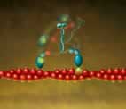 Myosin VI (blue) is a molecular motor that walks 