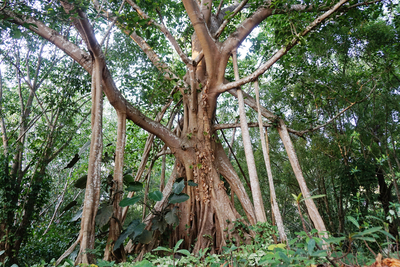 Photo of banyan fig tree with large roots connecting upper branches to the ground. The aerial roots look like mini tree trunks.