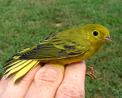 Photo of a yellow warbler