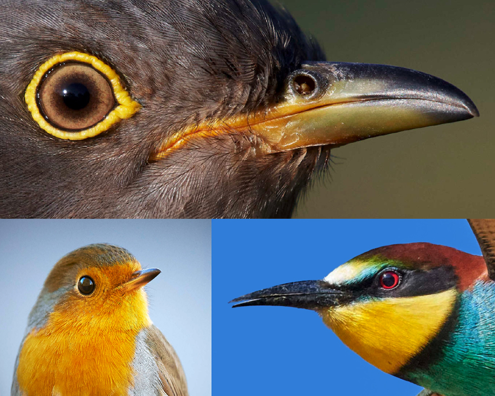 Pictures of, clockwise, from above, common cuckoo, European bee-eater and European robin.