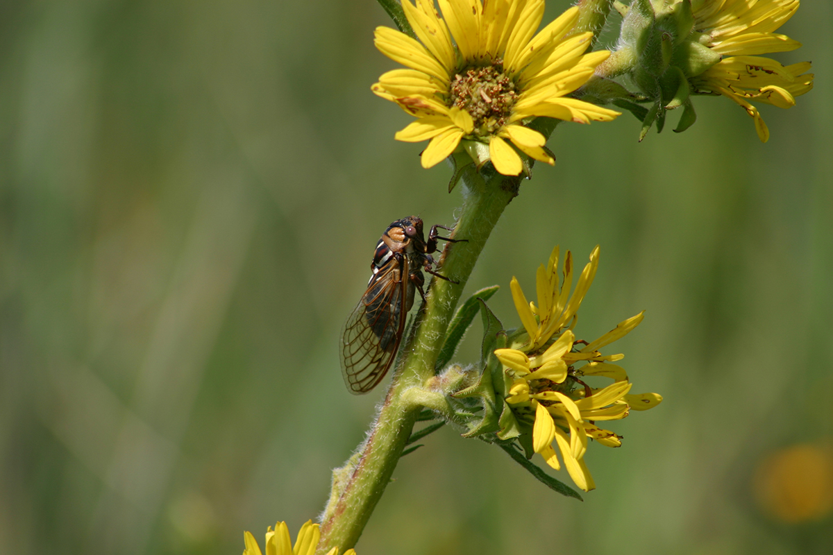 A male M. dorsatus calls loudly from a compass plant flower stem in Loda Cemetery Prairie Nature Reserve.