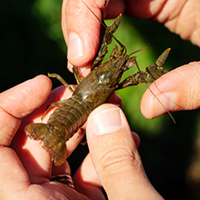 Photo of hands holding a small crayfish.