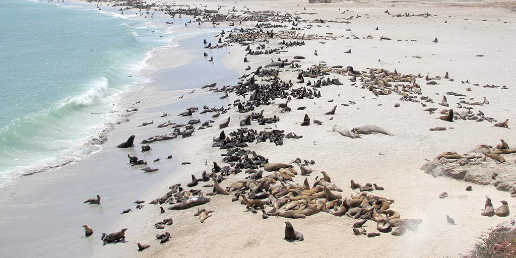 Aerial photo of thousands of sea lions gathered on the breeding beaches of San Miguel Island.