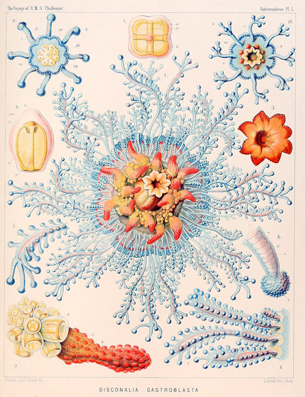 Illustration of several kinds of colorful jellyfish.