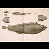 Illustration of a fish and its various body parts.