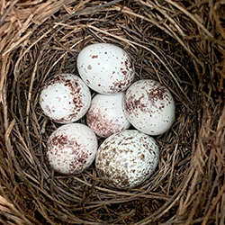 Here, a cowbird egg, lower right, sits in a nest with five prothonotary warbler eggs.