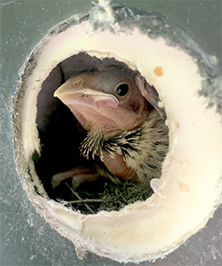 A cowbird nestling peers out from a warbler nest.