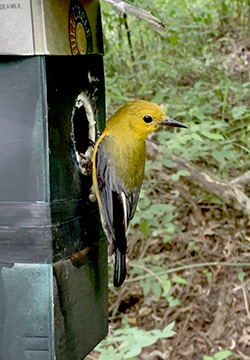 The prothonotary warbler adult tends to its nestlings in a nest box made from a milk carton.