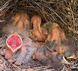 Cowbirds tend to be larger than the host nestlings. They open their mouths wider and hold their heads higher than other birds, allowing them to consume more of the food brought to the nest by the host parents.