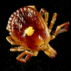 Photo of an adult tick with a yellow spot in the center of its back.