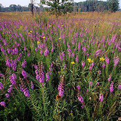 Photo of prairie in flower with a woodland in the background.