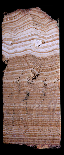 A hand sample showing the Anio Novus aqueduct ripple-marked travertine deposits in vertical cross-section. The sample is approximately 27 centimeters in length.