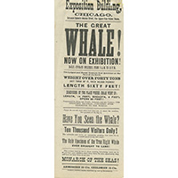 Image of a newspaper ad for an exhibition of a whale carcass in Chicago.