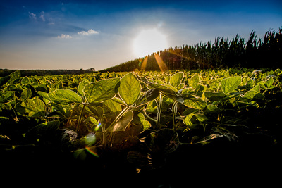 Soybean field and sunshine