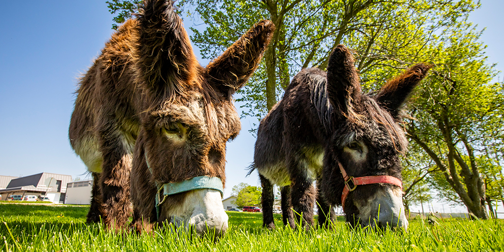 Two shaggy donkeys munch fresh green grass.