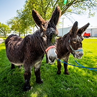 Two shaggy donkeys stand in the shade on a green lawn.