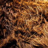Photo closeup of fur.