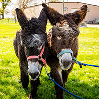 The two donkeys walk together across a grassy lawn and seem to be leaning on one another.
