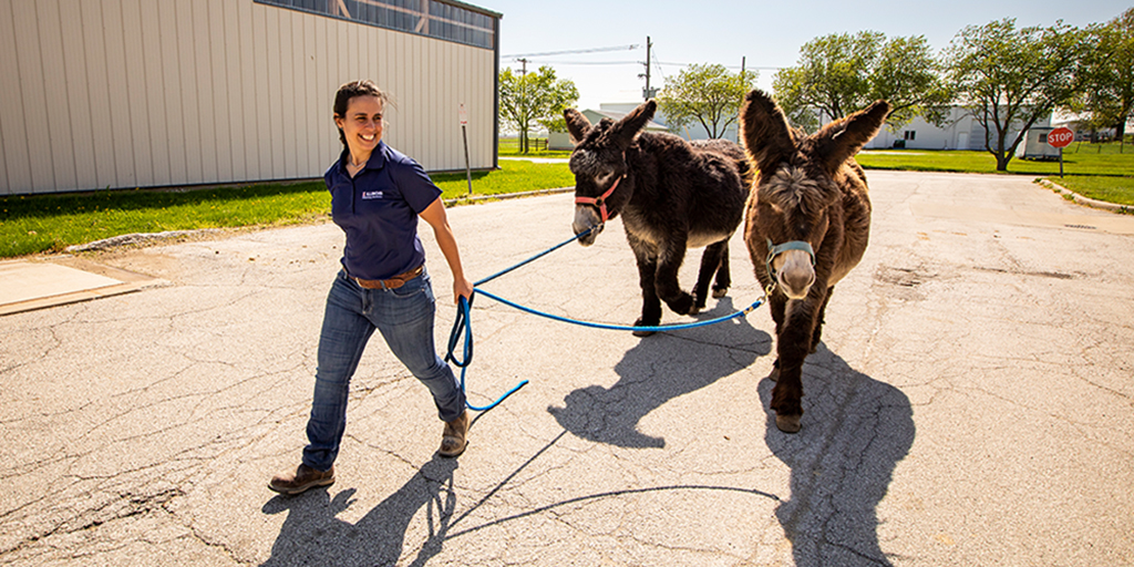 Photo of woman leading the donkeys through a parking lot.