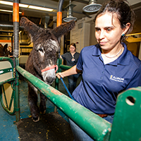 Dr. Podico leads Sophie into a narrow stall where she can perform an ultrasound on the donkey.