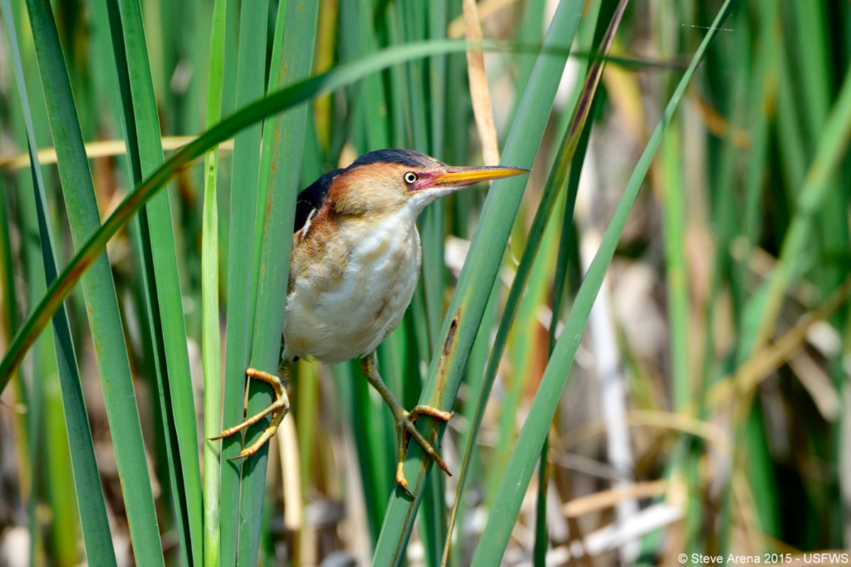 Photo of a least bittern in a marsh.