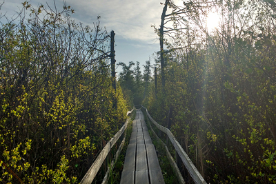 Photo of a wooden boardwalk (with wooden rails) cutting through tall vegetation on either side. The sun rises to the right, casting long shadows on the boardwalk, which doglegs to the left a bit.