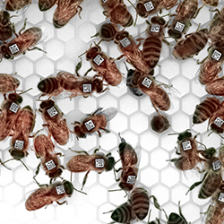 Photo of dozens of honey bees, each with a bar code label on its back.