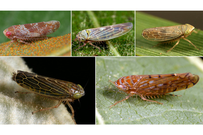 photo of five leafhopper species