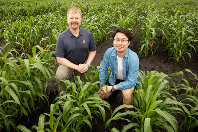 Two researchers in a stand of sorghum.