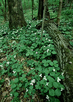 Photo of a carpet of low-growing plants on the forest floor, sporting tiny white blooms.