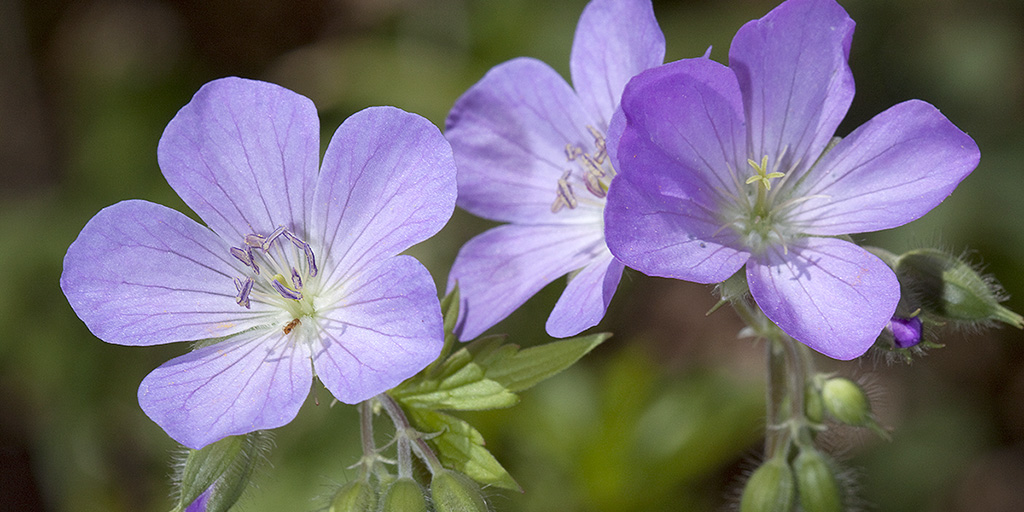 Photo of delicate purple flowers.
