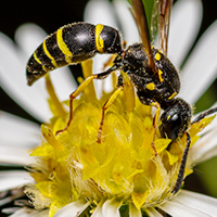 Photo of a potter wasp on a flower.
