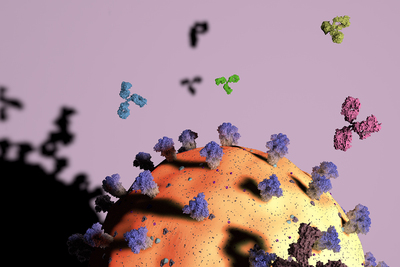 Graphic illustration of antibodies attacking the SARS-CoV-2 virus