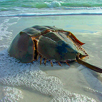Photo of a horseshoe crab on the sand with the ocean behind it.