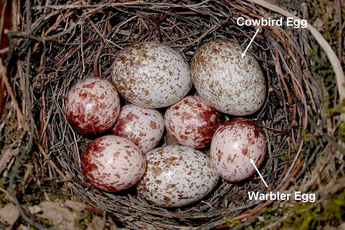 Photo of a nest with three cowbird and five warbler eggs in it.