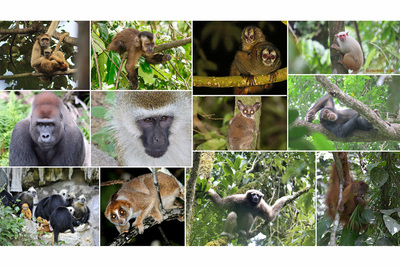 Photos of numerous primate species whose territories overlap with Indigenous peoples' lands around the world.