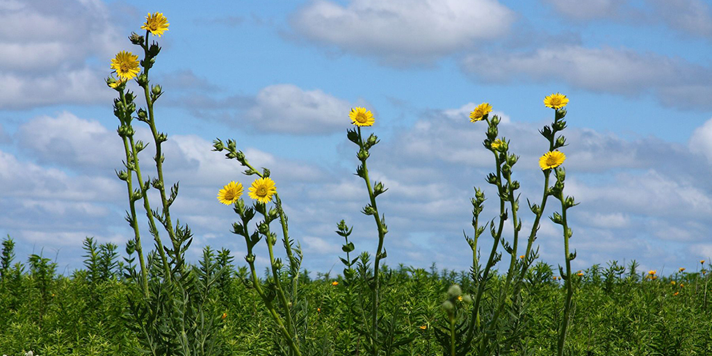 Photo of a swath of prairie with more than a dozen tall stalks of yellow flowers reaching up into a blue sky.
